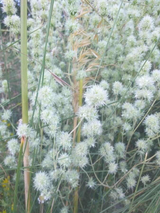 Thymus mastichina fruit