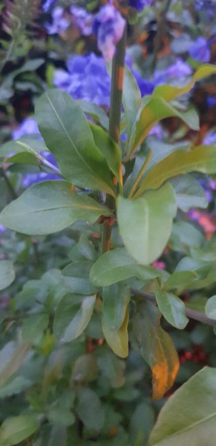 Plumbago europaea leaf