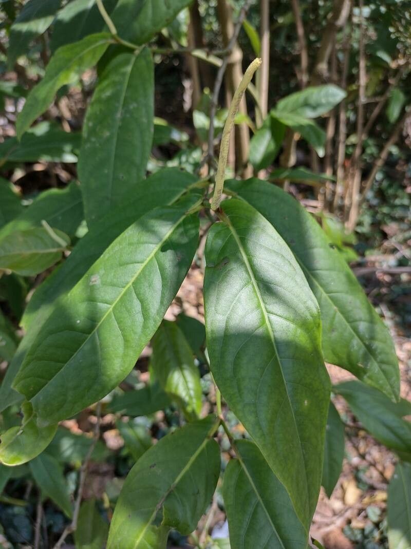 Piper arboreum leaf