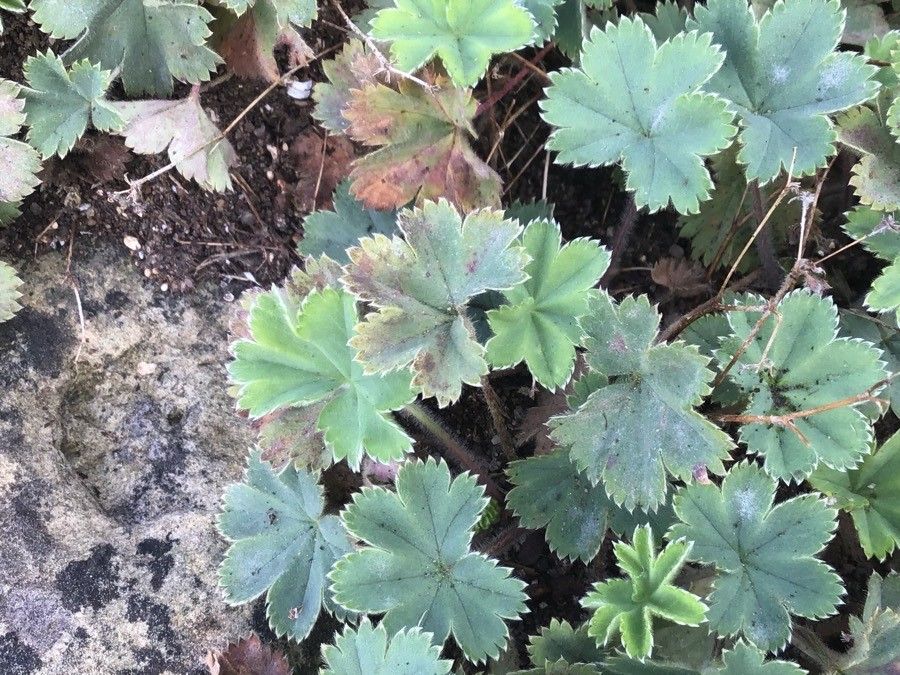 Alchemilla erythropoda leaf