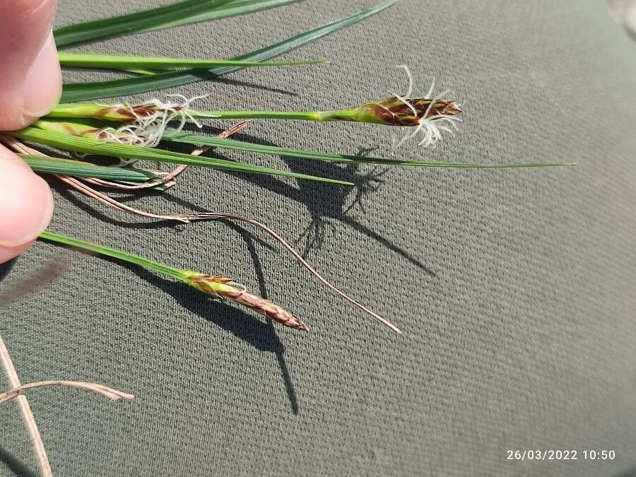 Carex halleriana flower