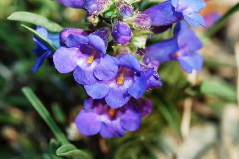 Penstemon uintahensis flower