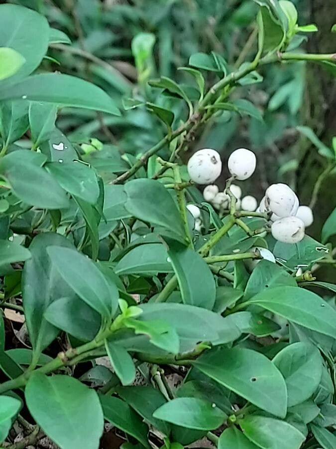 Psychotria serpens leaf
