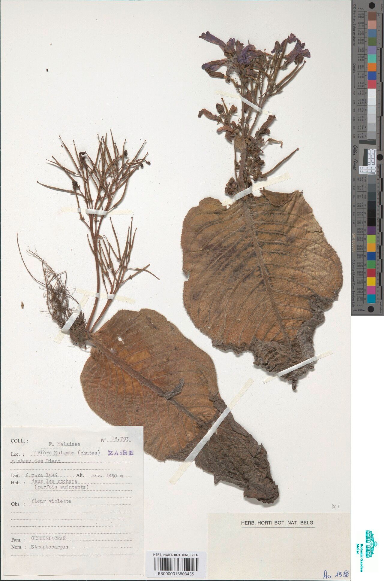 Streptocarpus malaissei — search result for 'Streptocarpus'