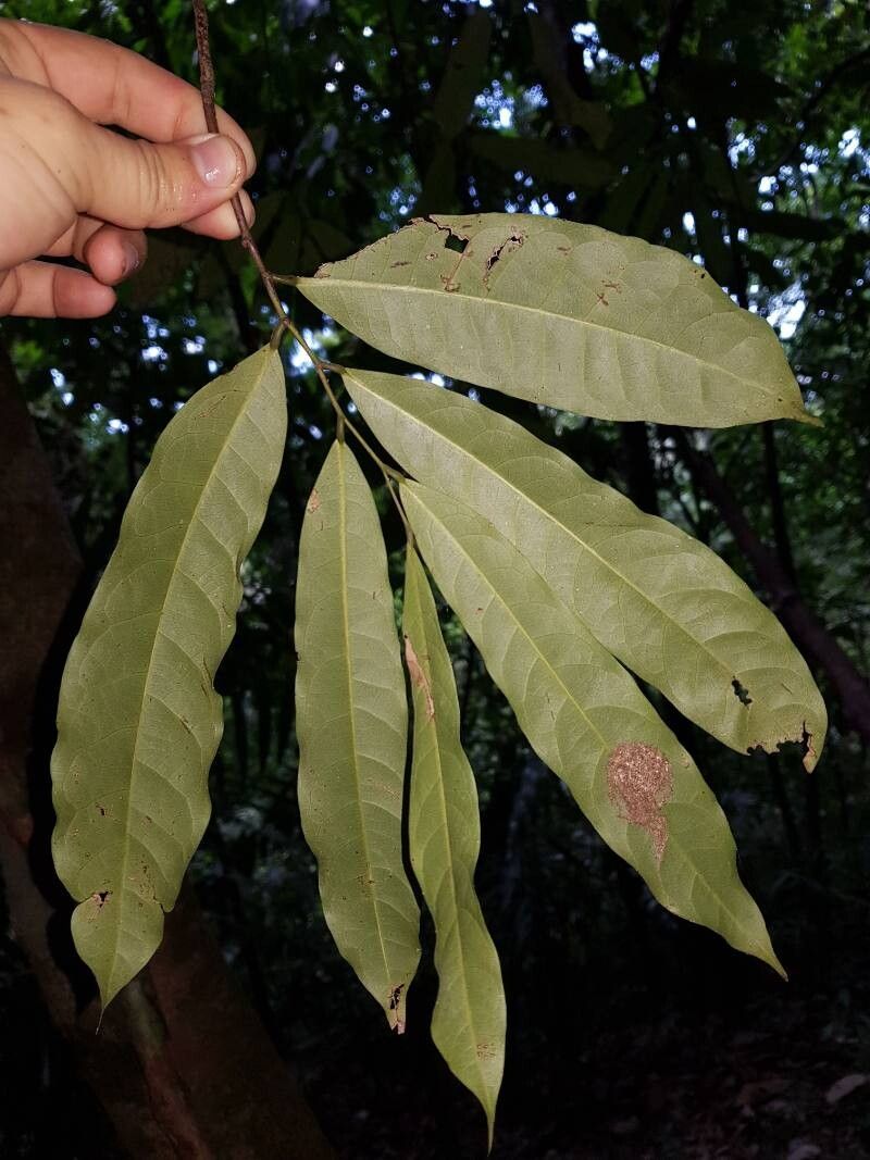 Unonopsis osae leaf