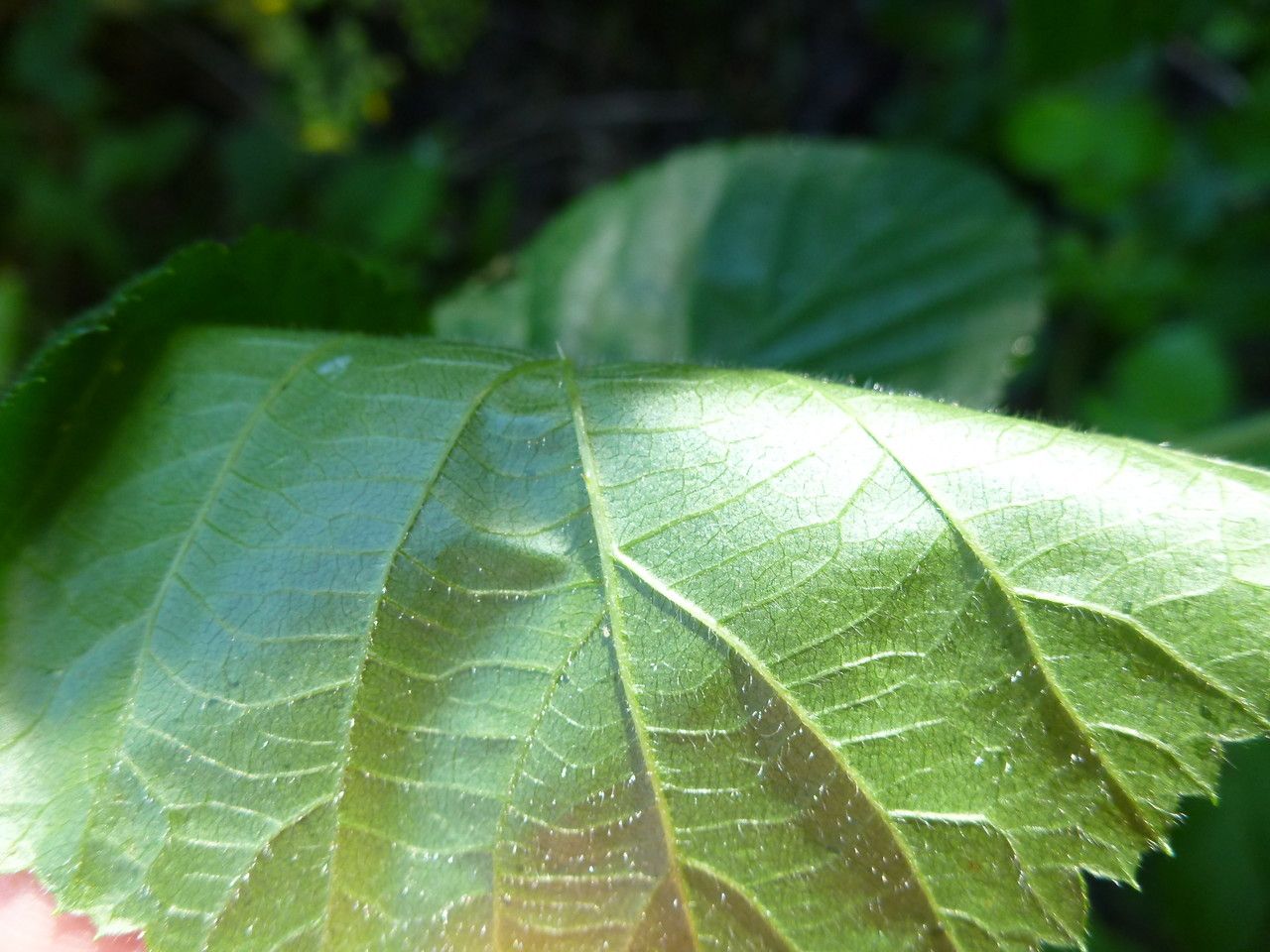 Rubus rotundifoliatus leaf
