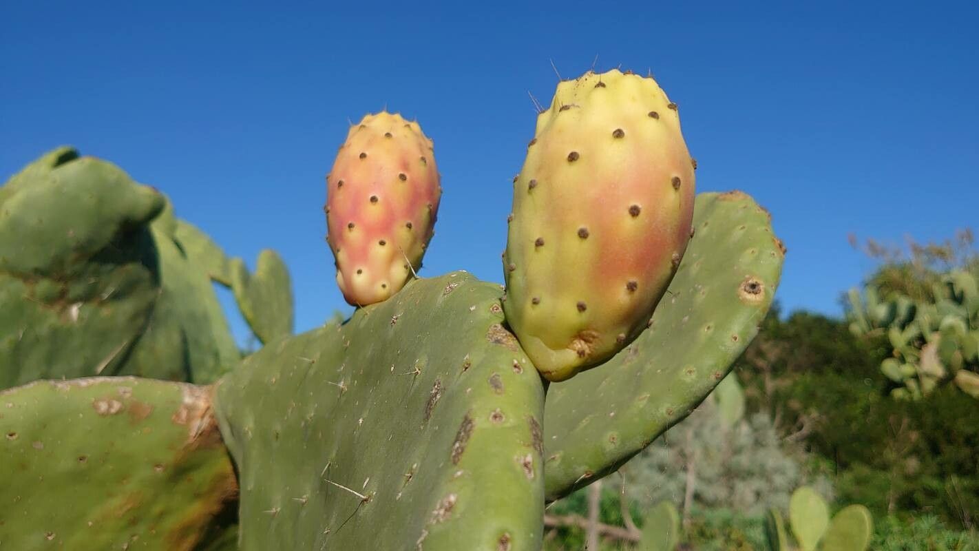 Opuntia maxima fruit