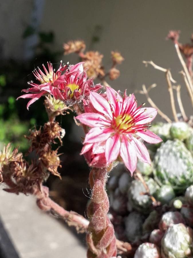 Sempervivum arachnoideum flower
