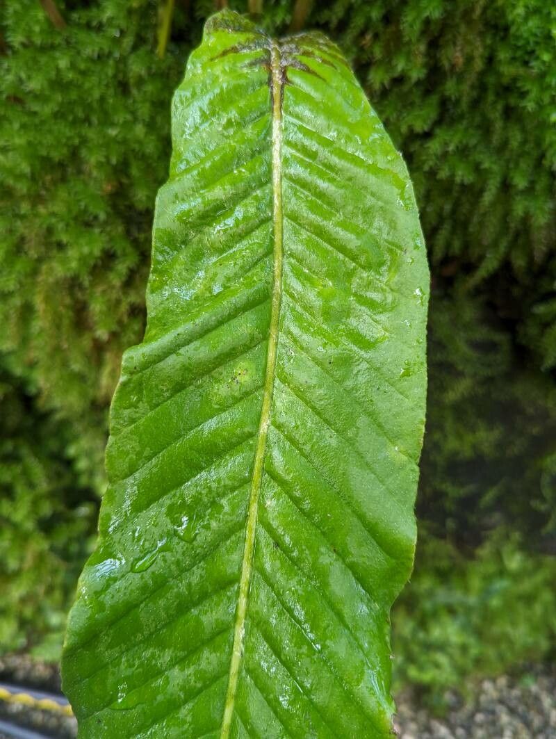 Pyrrosia porosa — houseplant care guide