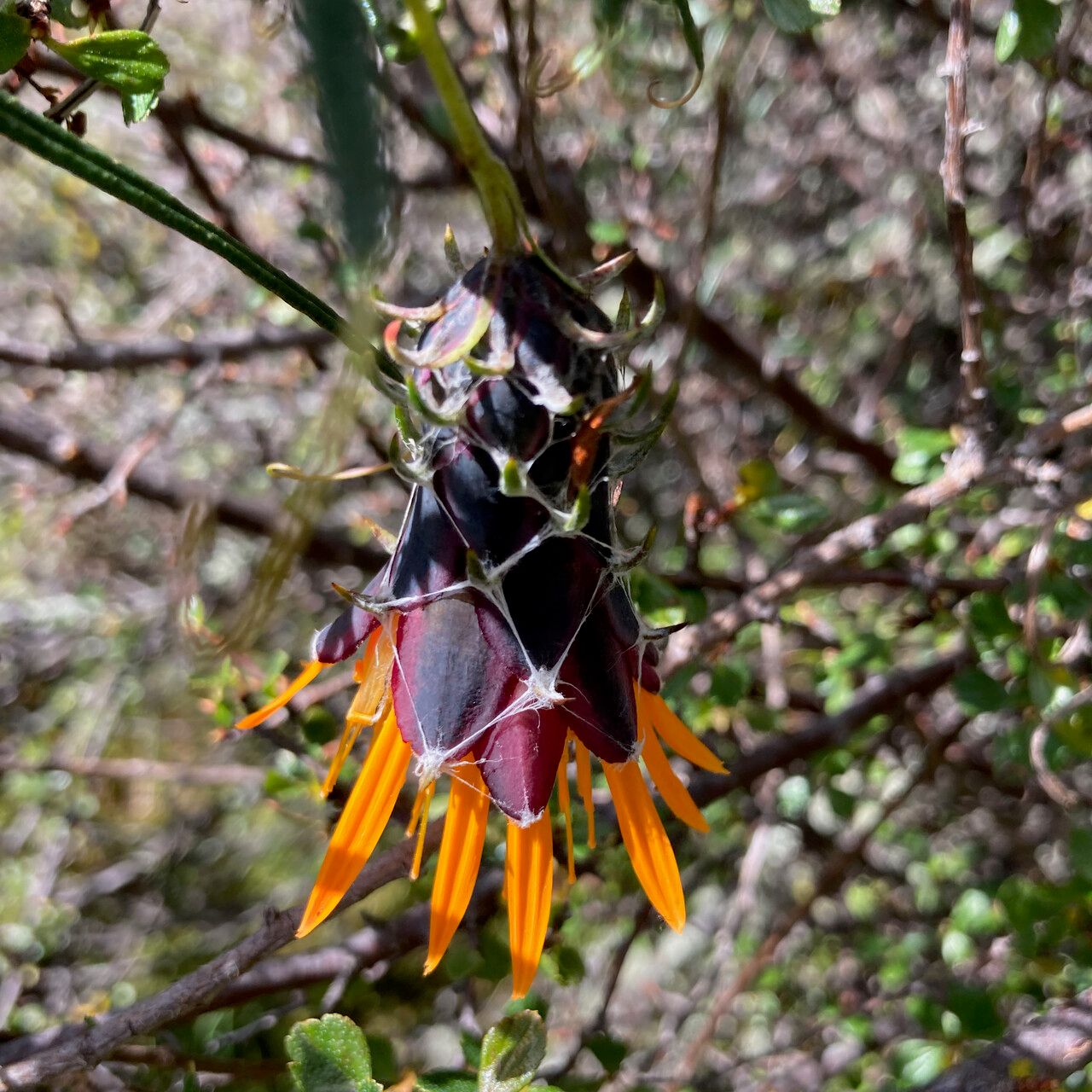 Mutisia mathewsii flower