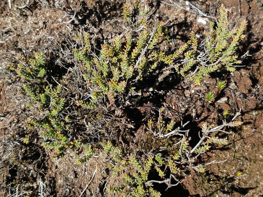 Erica galioides — search result for 'Erica'