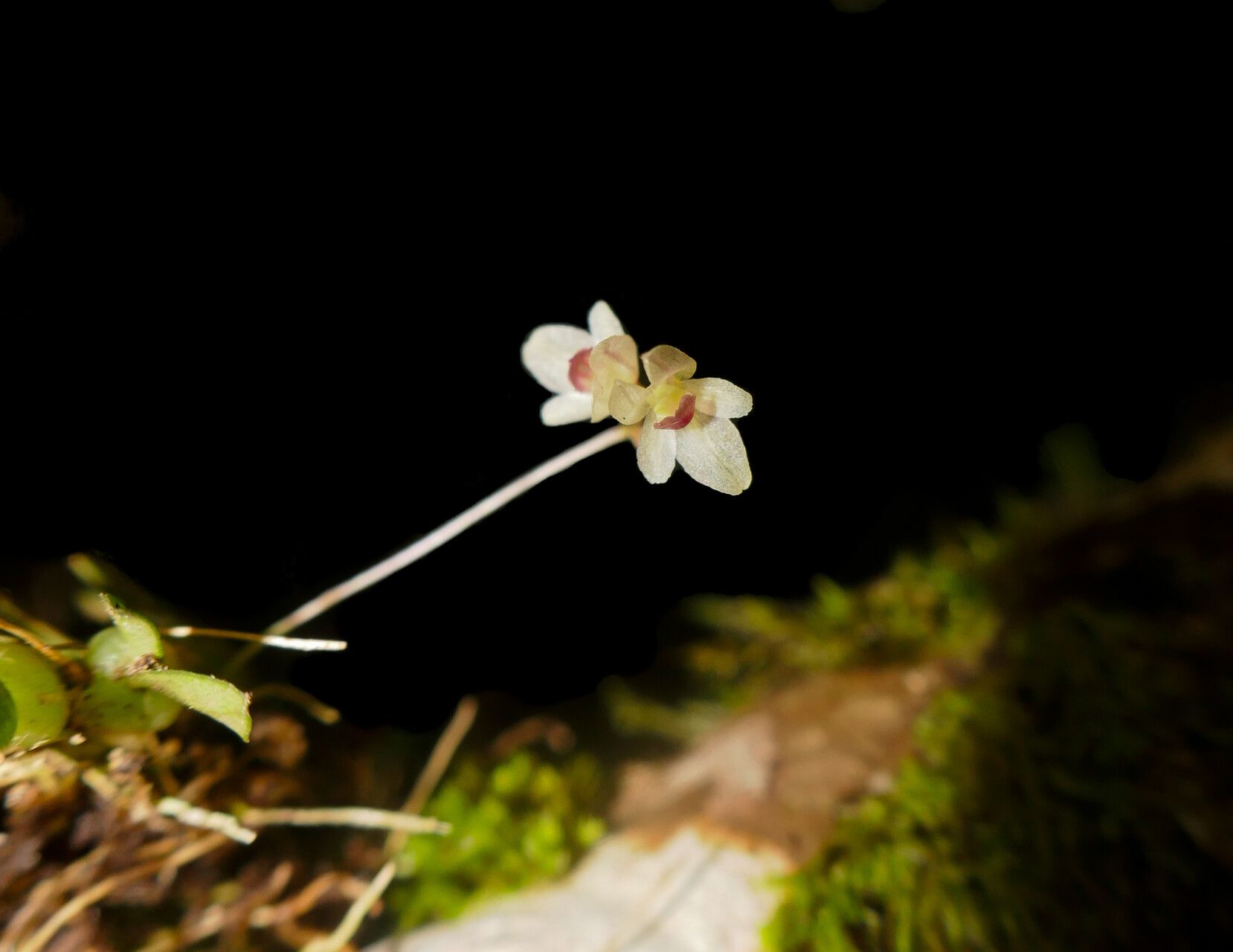 Bulbophyllum trilineatum flower