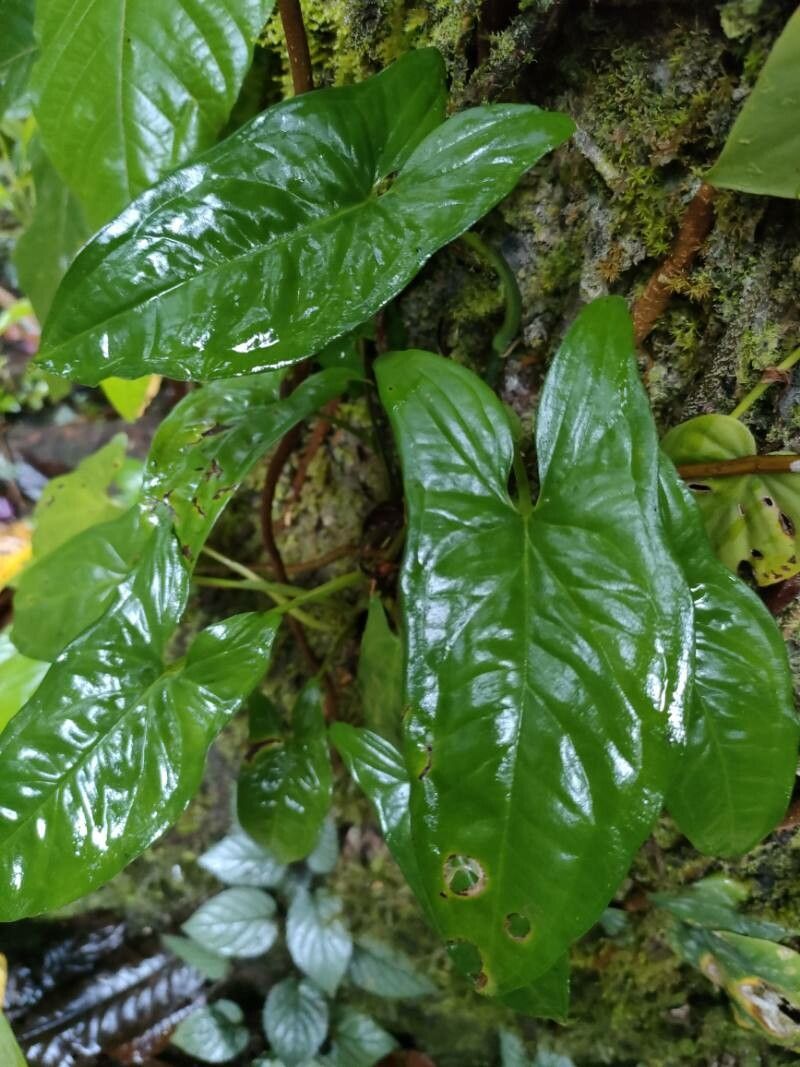 Anthurium subsignatum leaf
