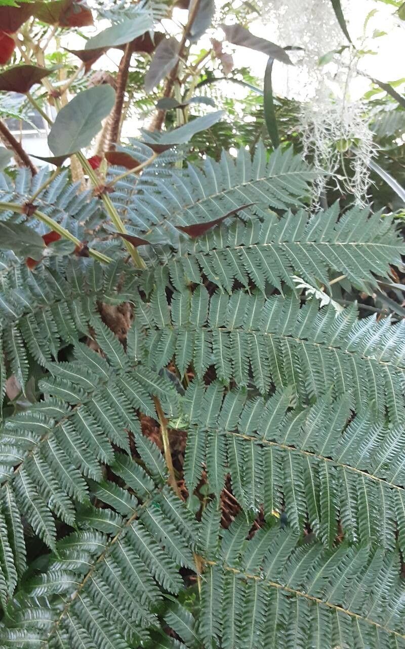 Sphaeropteris glauca