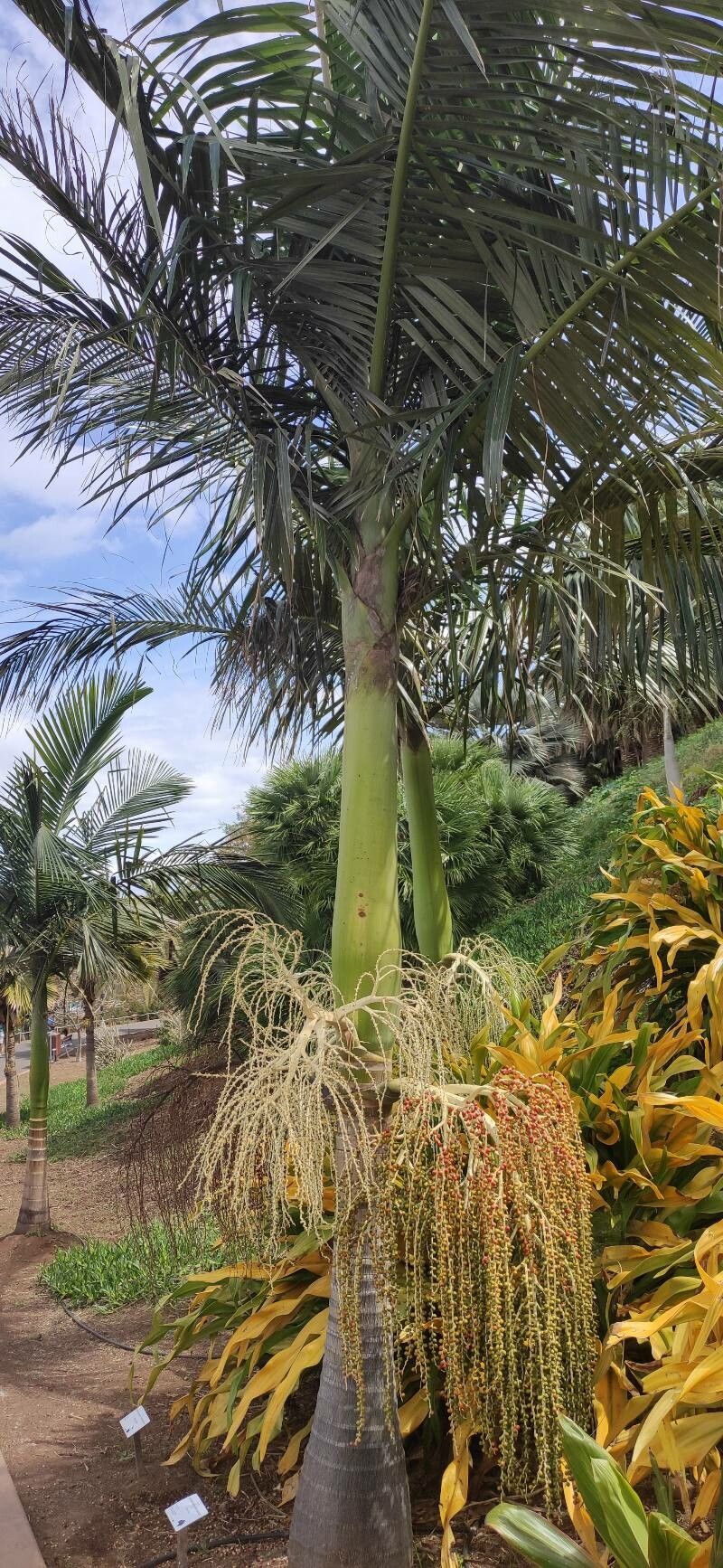 Archontophoenix tuckeri habit