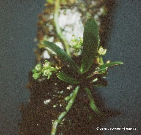 Sarcochilus gildasii habit