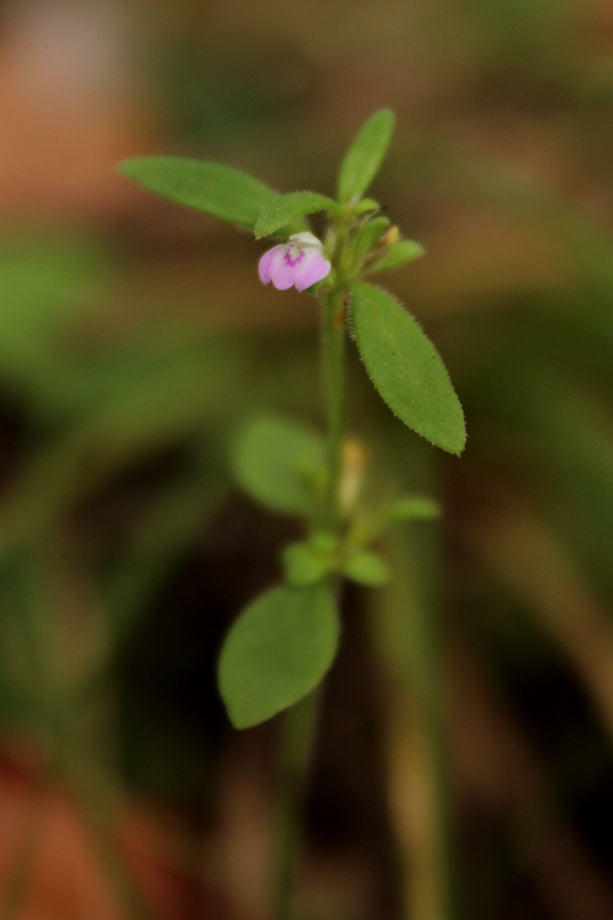 Justicia mollugo — houseplant care guide