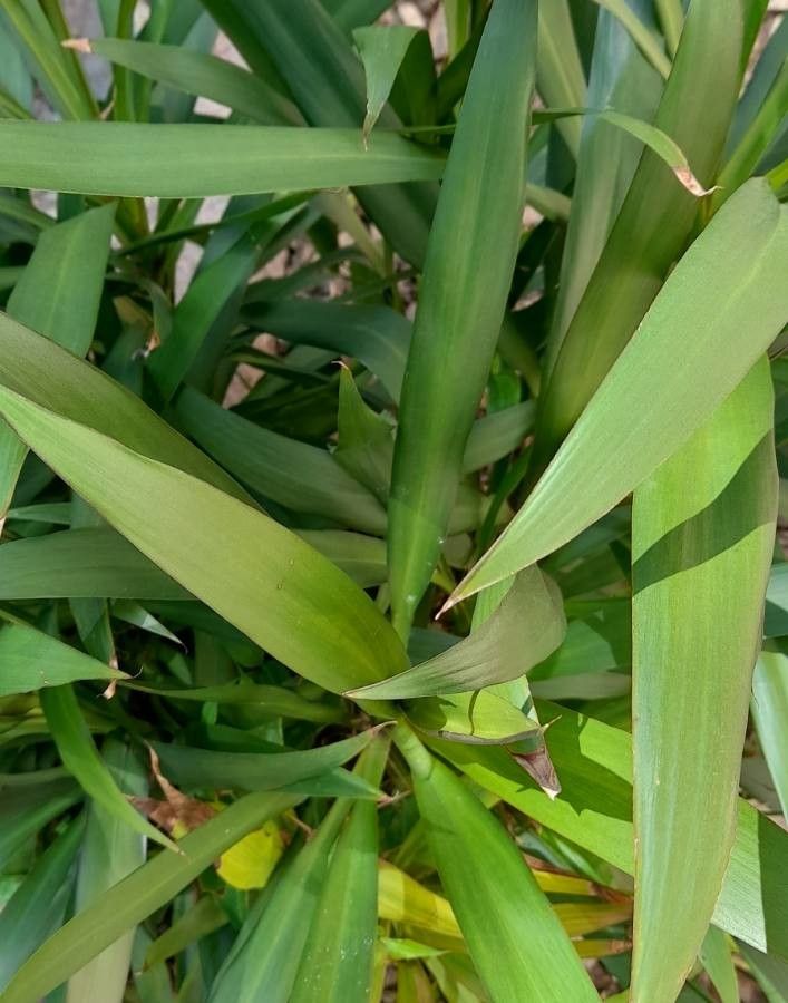 Cordyline stricta leaf
