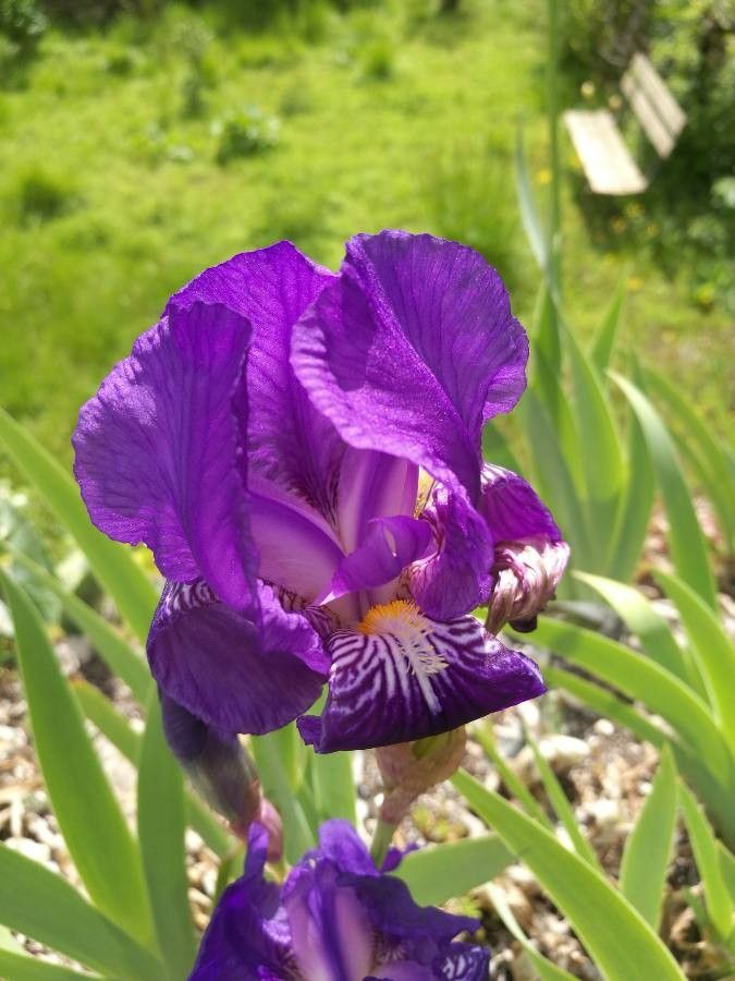 Iris perrieri — search result for 'Southern Italy'