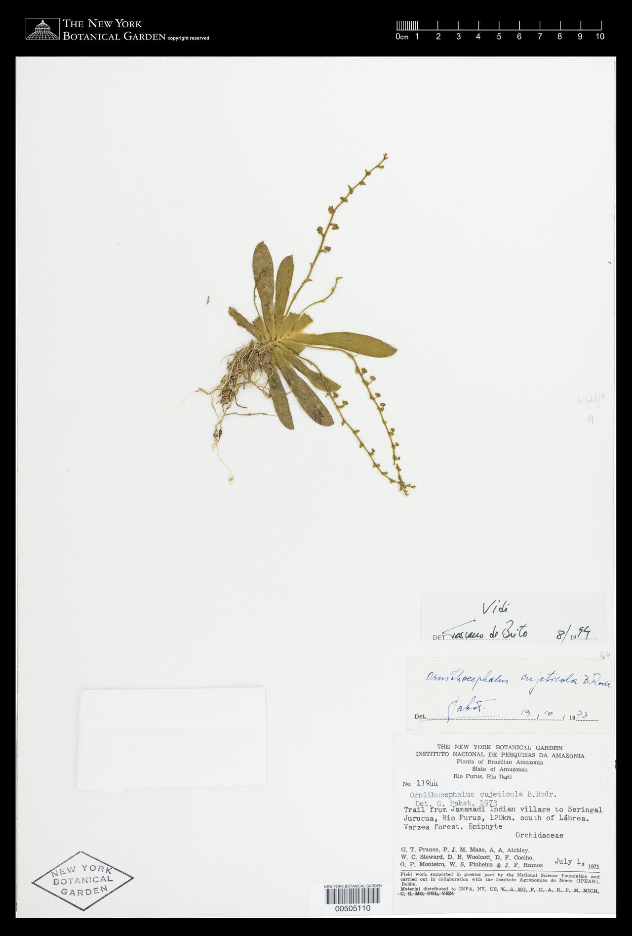 Ornithocephalus cujeticola — related species from the same genus