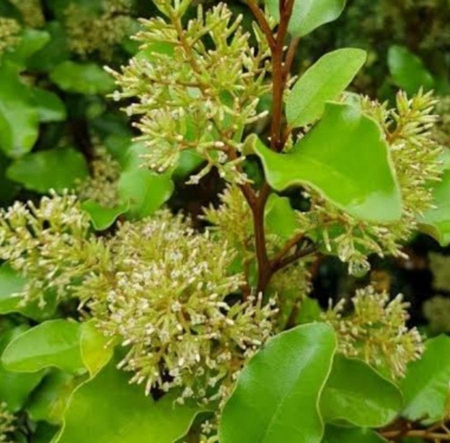 Olearia paniculata flower