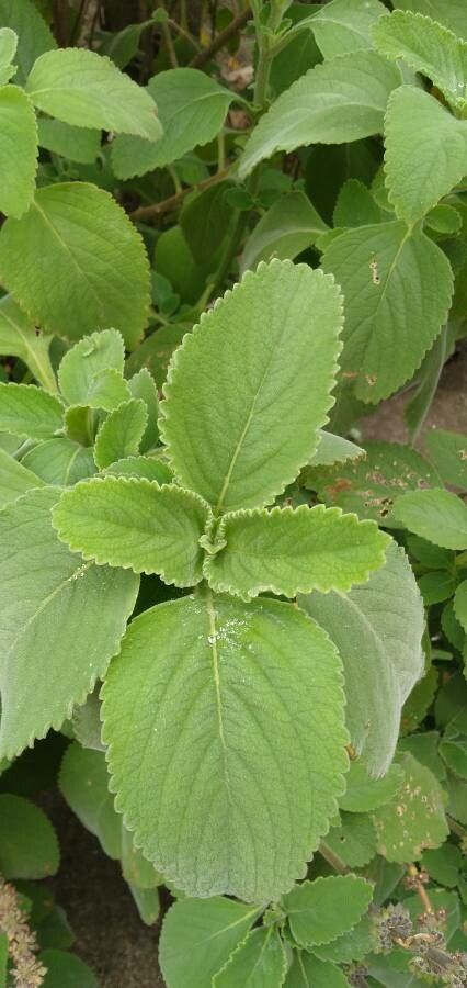 Plectranthus barbatus — search result for 'Plectranthus'