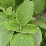 Plectranthus barbatus