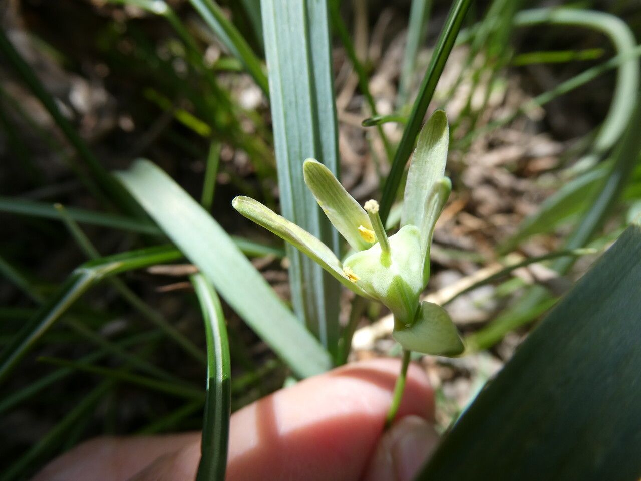 Gagea lutea fruit