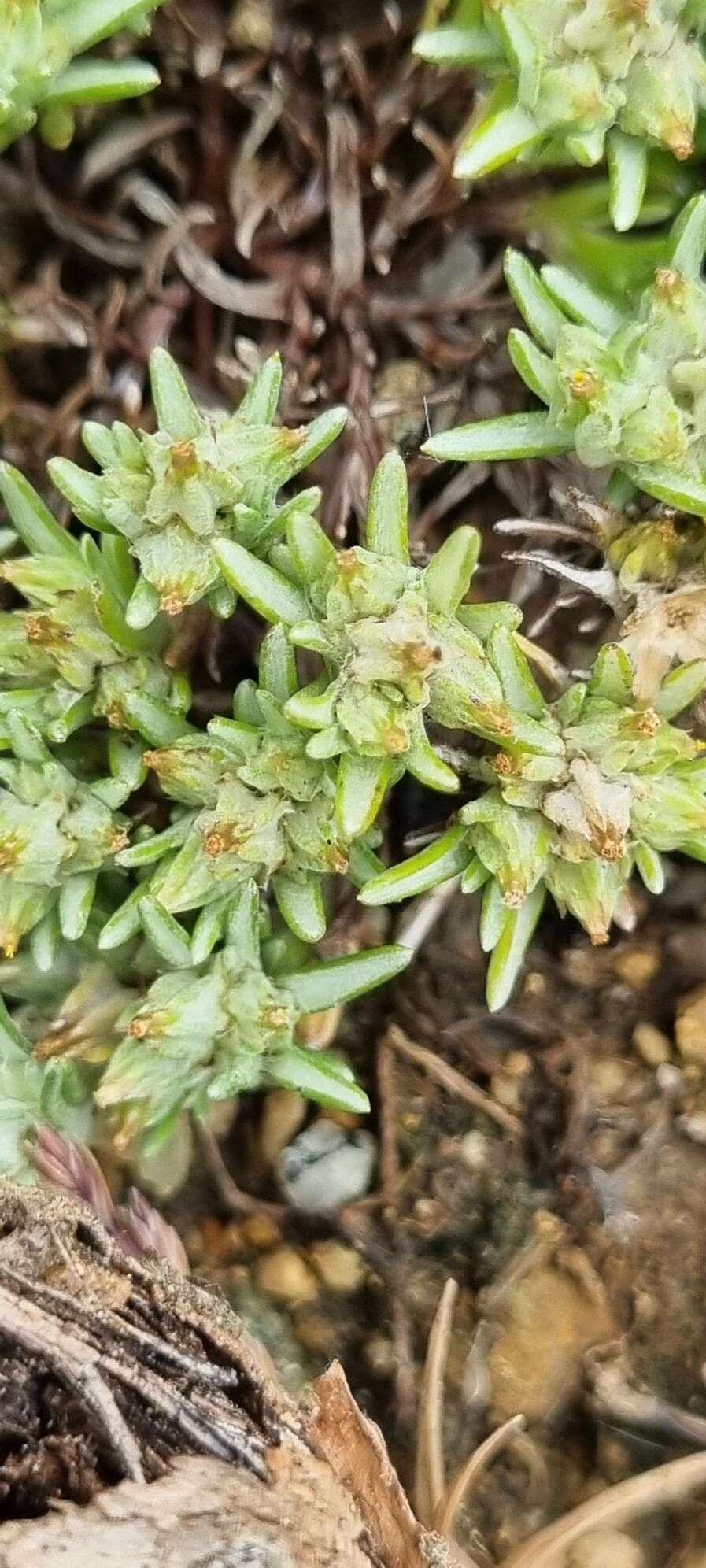 Filago congesta habit