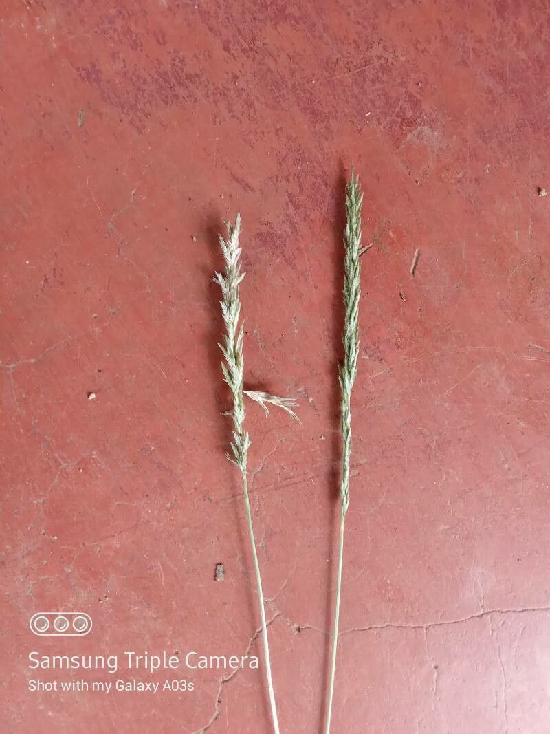 Eragrostis braunii flower