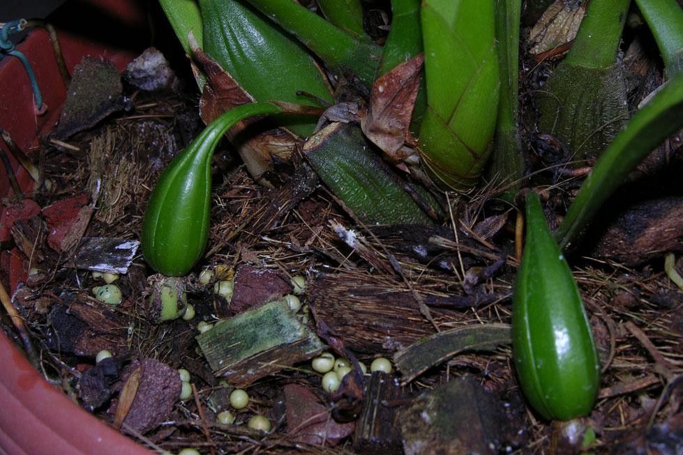 Mormolyca hedwigiae — related species from the same genus