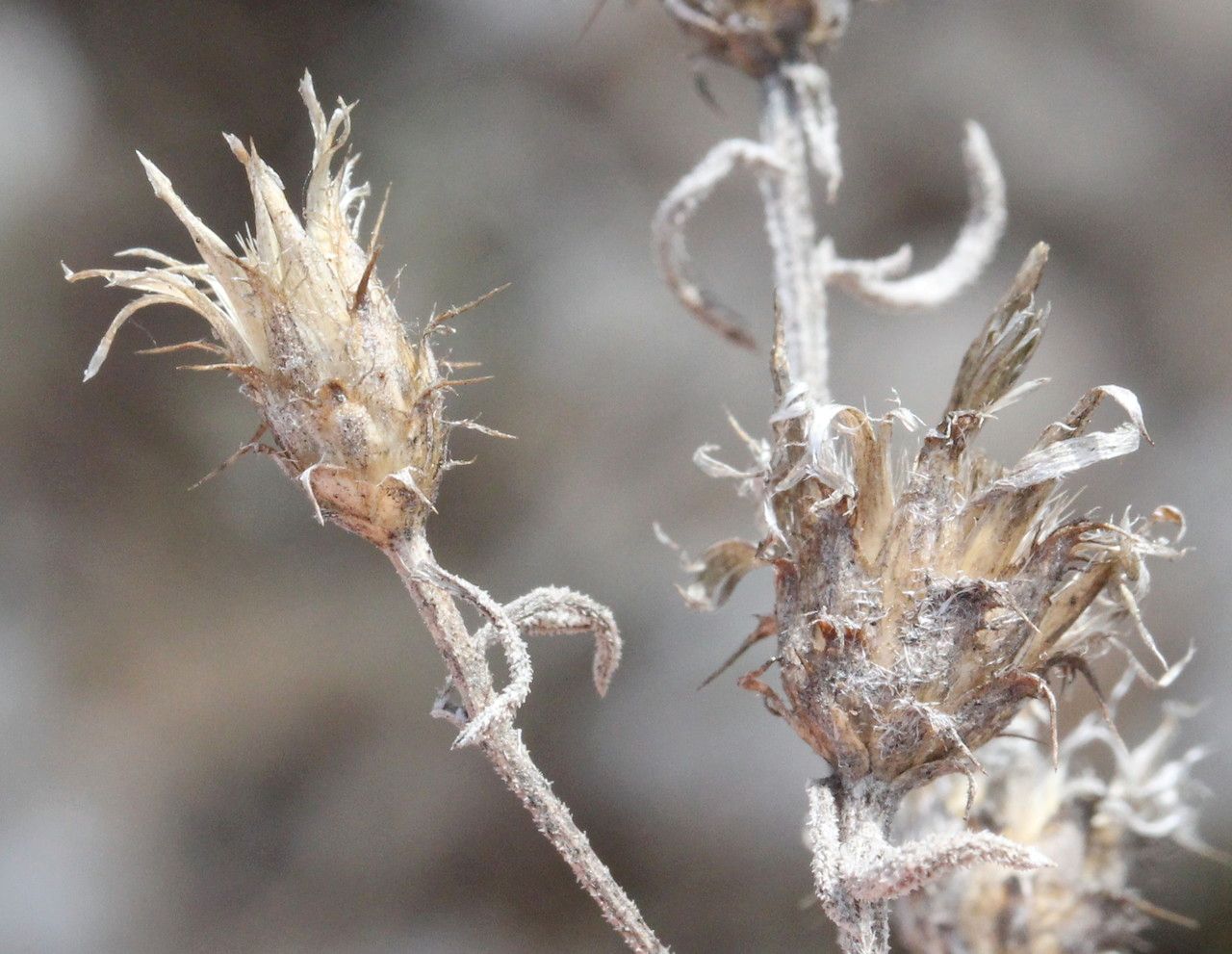 Centaurea diffusa fruit