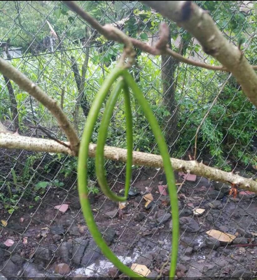 Fernaldia pandurata fruit