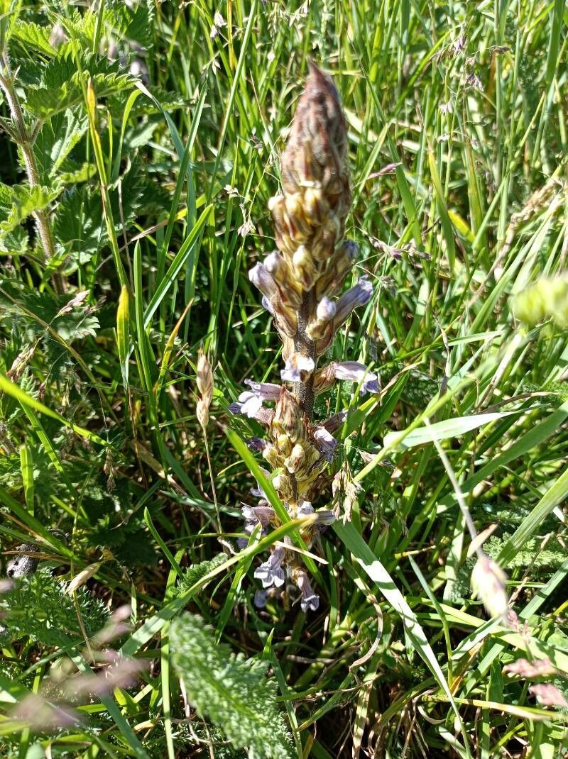 Orobanche purpurea flower