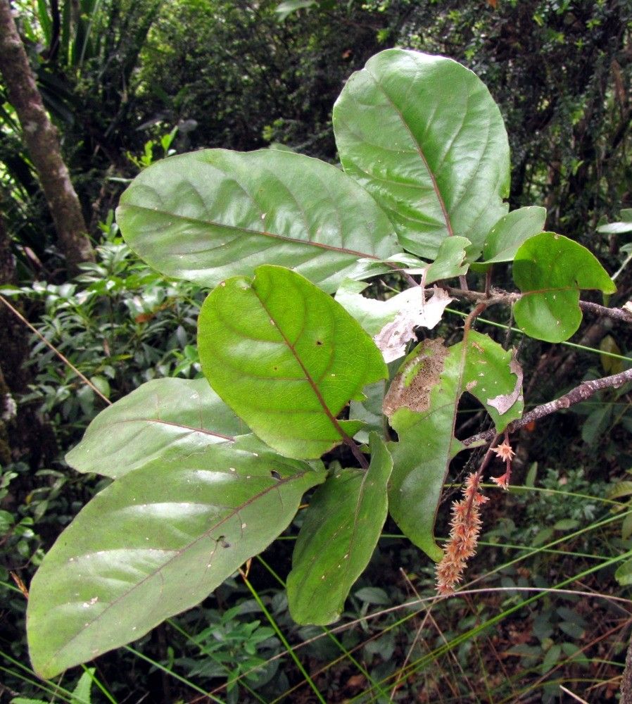 Homalium rubiginosum habit