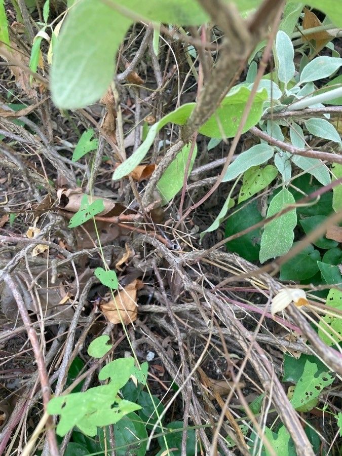 Perovskia abrotanoides bark