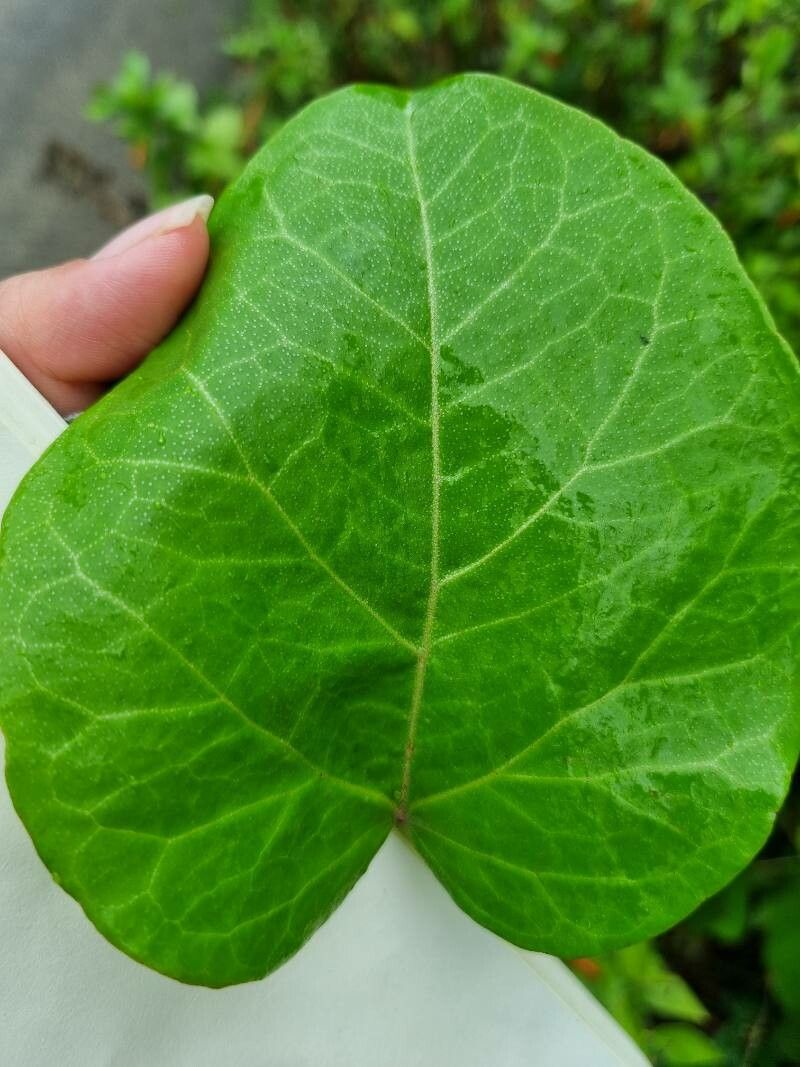 Croton arboreus leaf