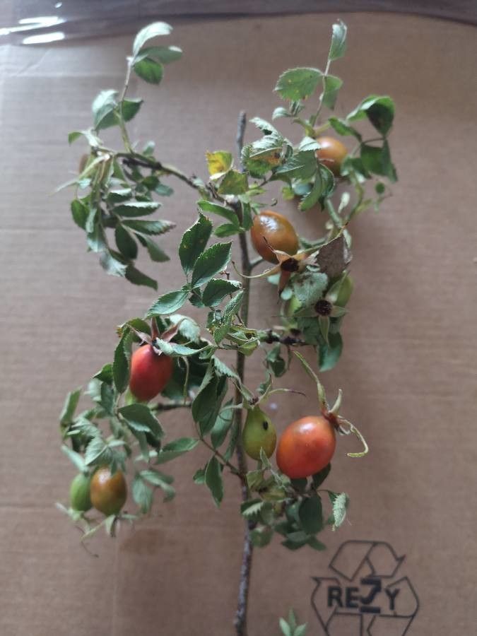 Rosa elliptica fruit