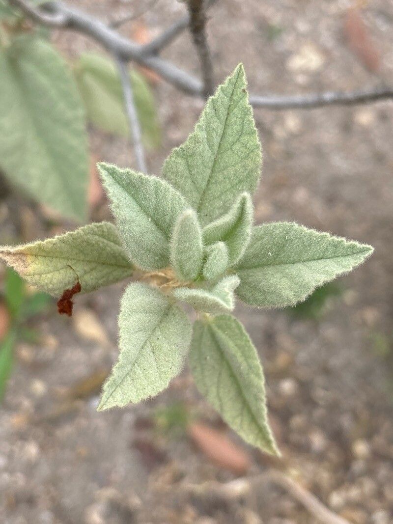 Malva oblongifolia — houseplant care guide