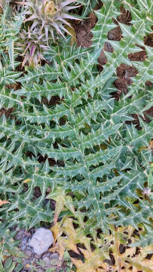 Cynara cornigera leaf