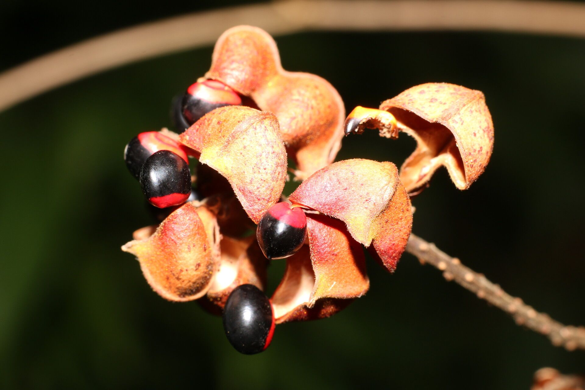 Rhynchosia erythrinoides fruit