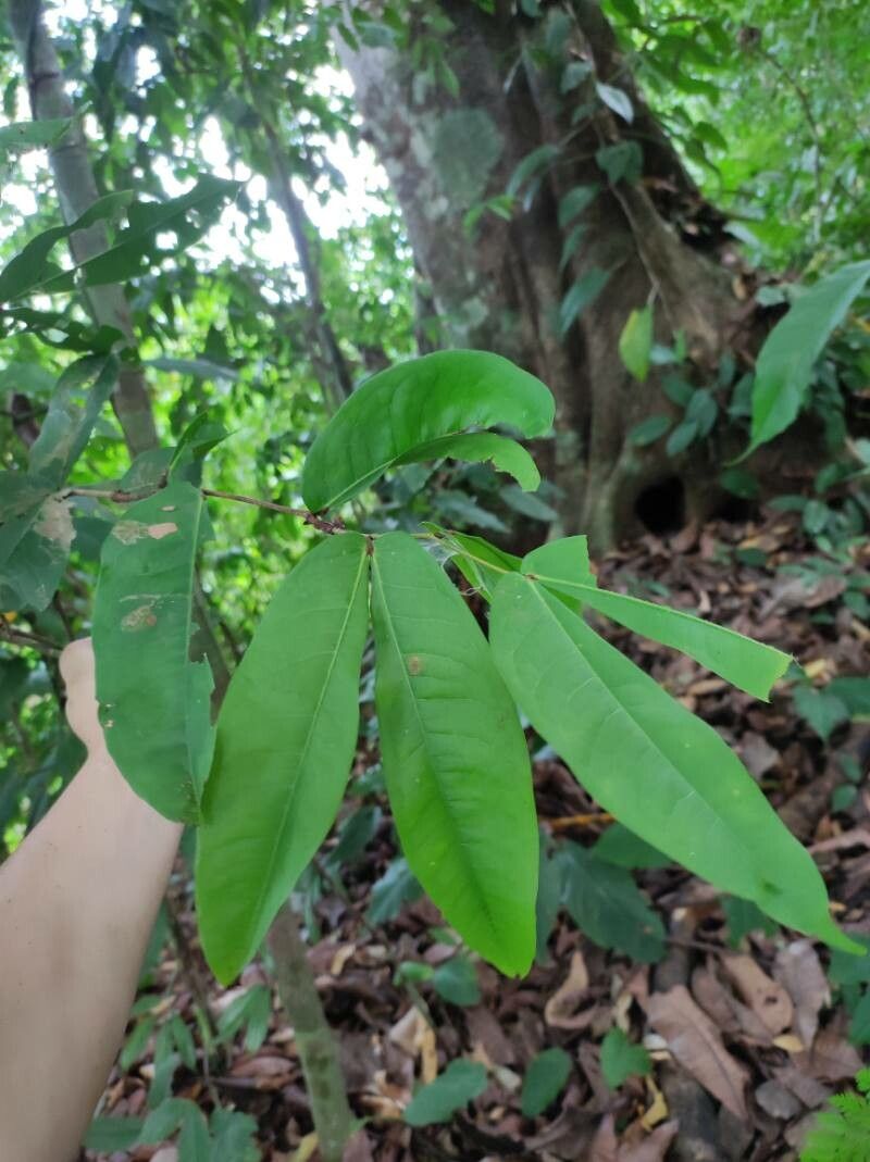 Cynometra hemitomophylla — houseplant care guide