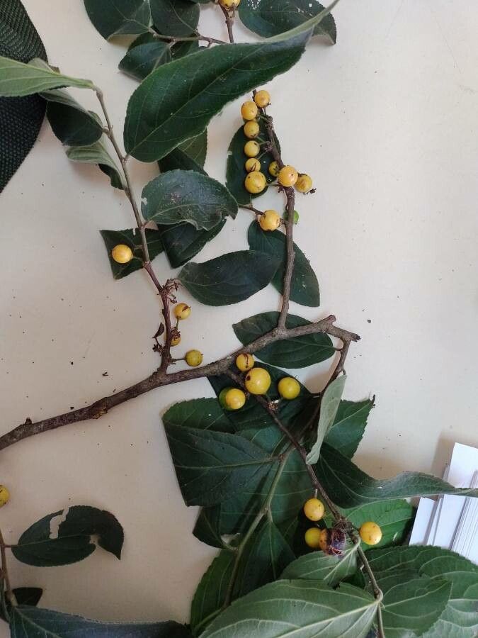 Casearia lasiophylla fruit