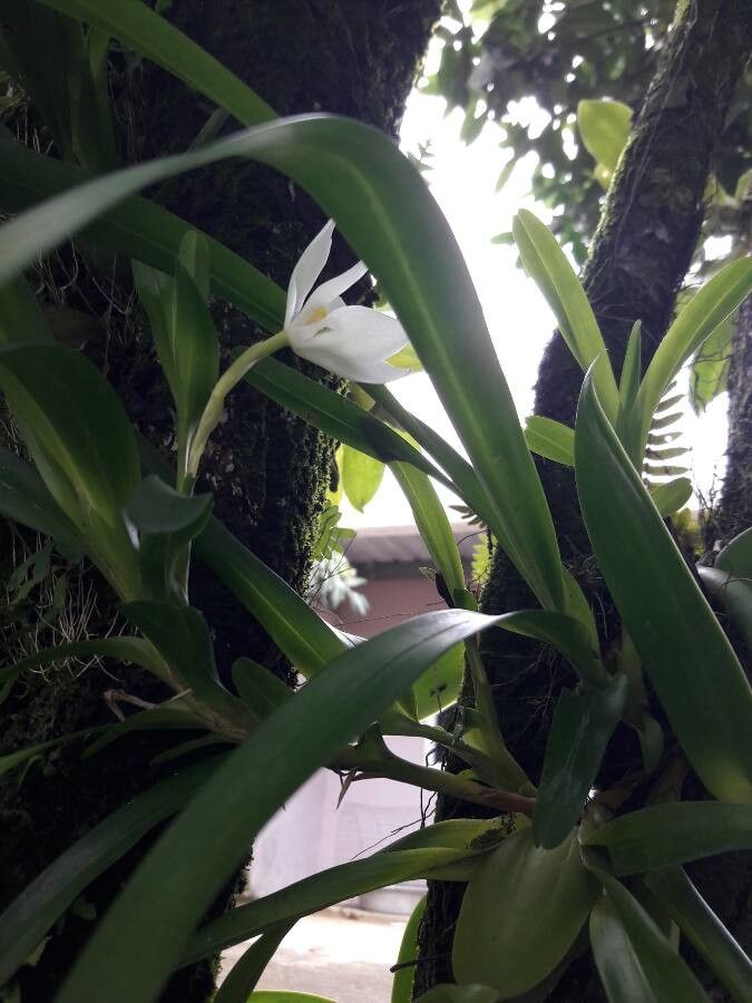 Camaridium ochroleucum — houseplant care guide