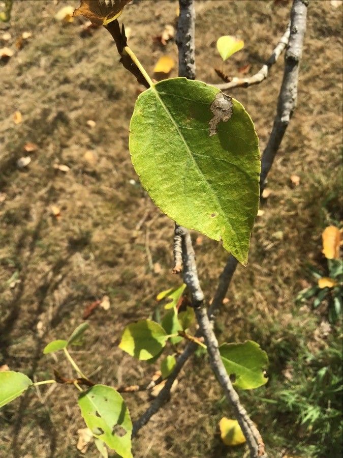 Populus × rasumowskiana — search result for 'Populus'