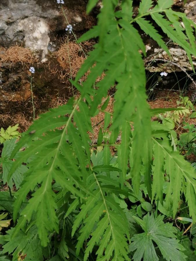 Descurainia tanacetifolia — search result for 'Descurainia'