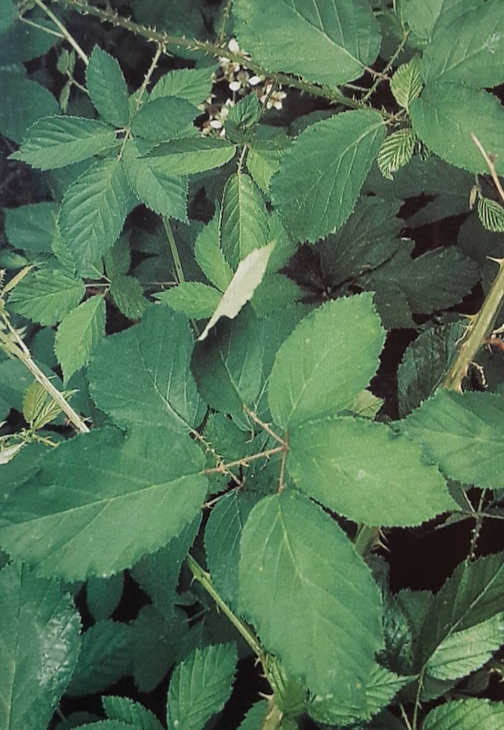 Rubus gelertii — houseplant care guide