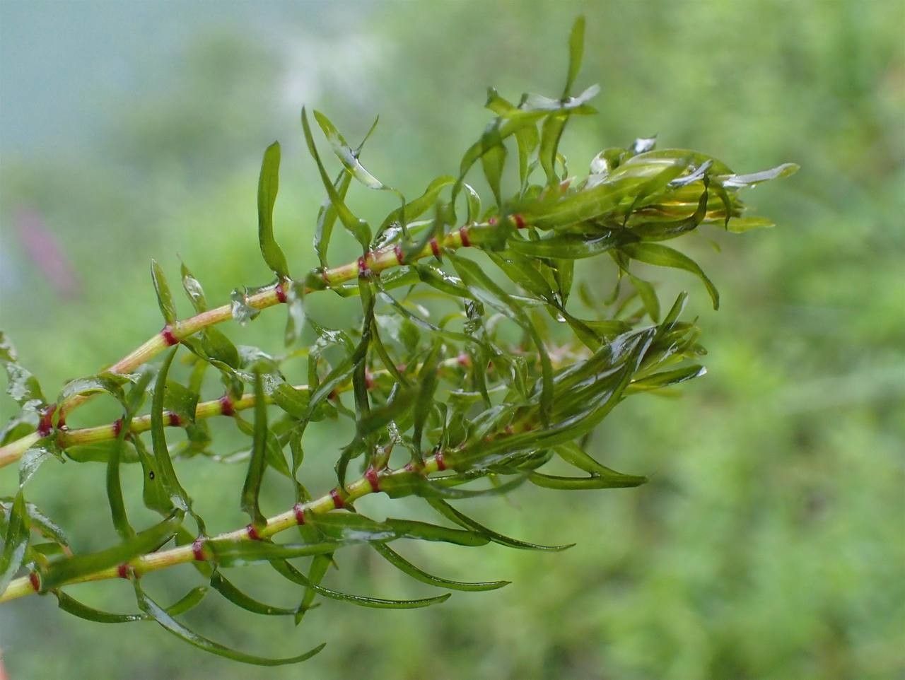 Elodea nuttallii fruit
