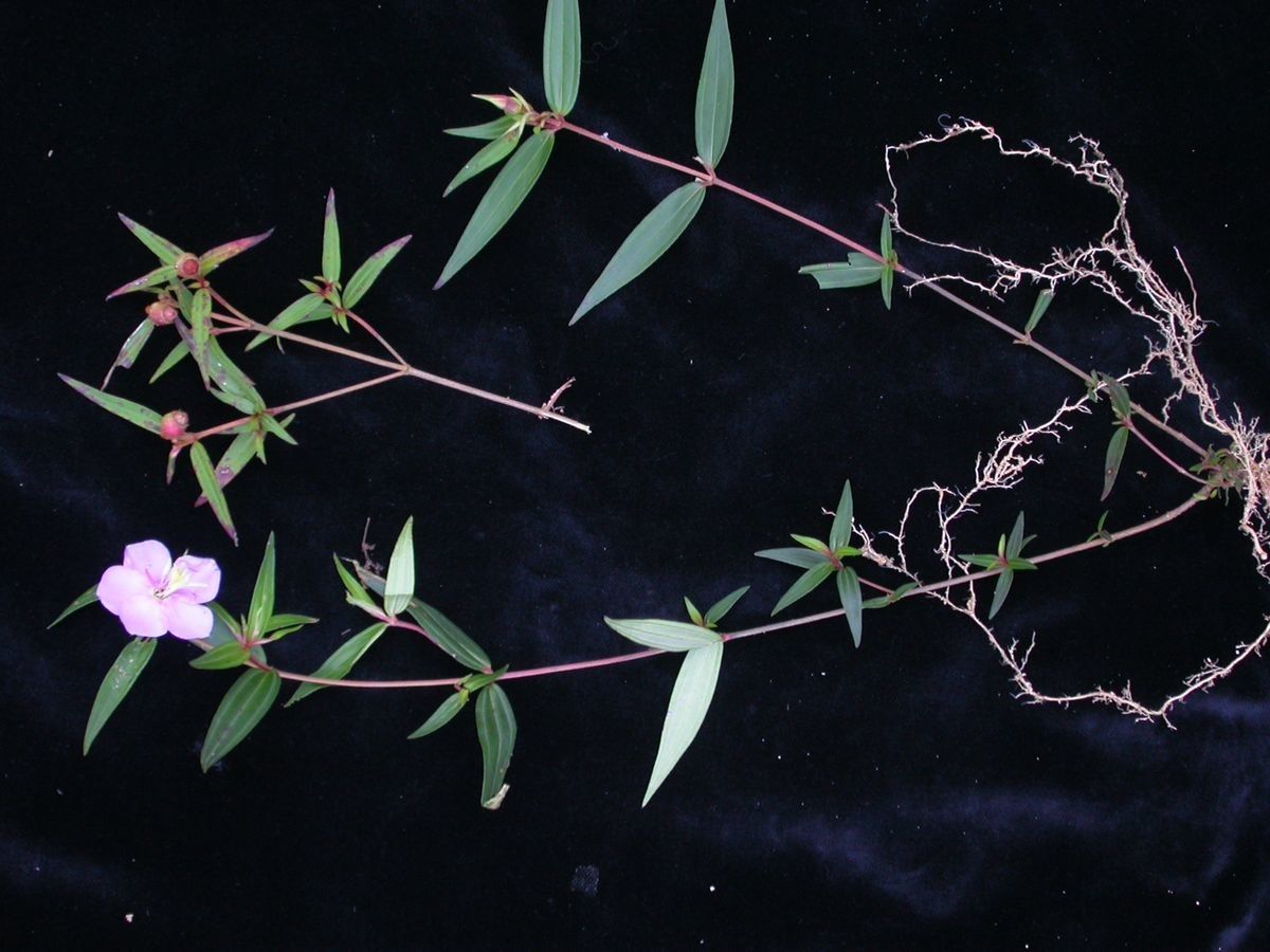 Osbeckia nutans other