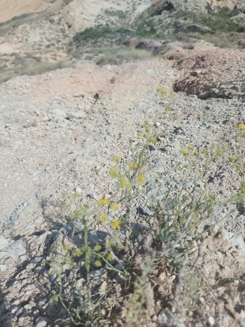 Deverra denudata flower